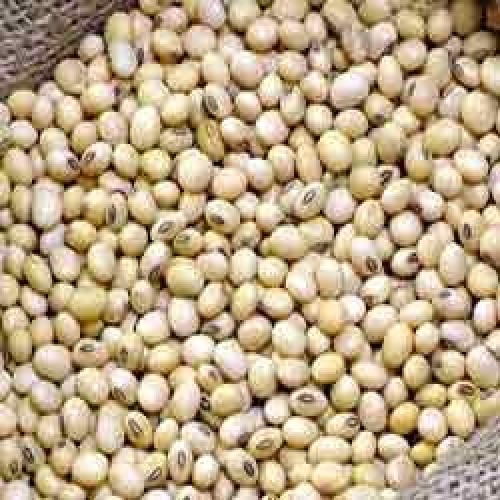 RAMD Special Soya Bean 500gm