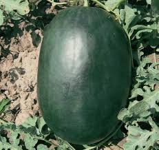 Watermelon Dark Green 1.75 kg-2.5kg